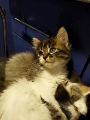 Kotyata (Котята), Mixed Breed (Kotyata Darom)