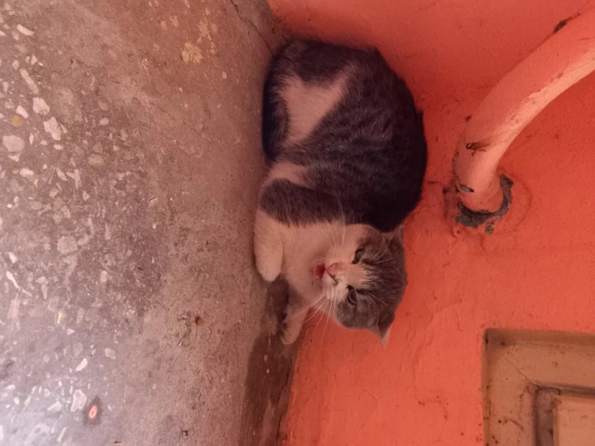 Naydena koshka (Найдена кошка), Mixed Breed (Kotyata Darom)