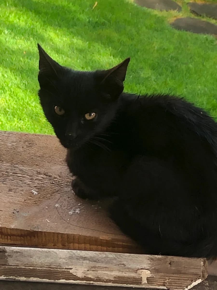 Kotyata prinesut vam zdorove (Котята принесут вам здоровье), Mixed Breed (Kotyata Darom)