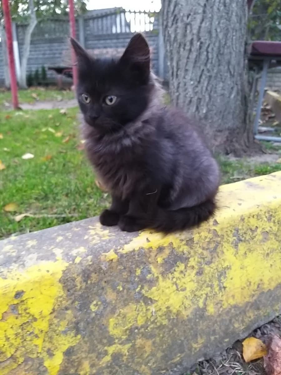Kotenok v dar (Котенок в дар), Mixed Breed (Kotyata Darom)