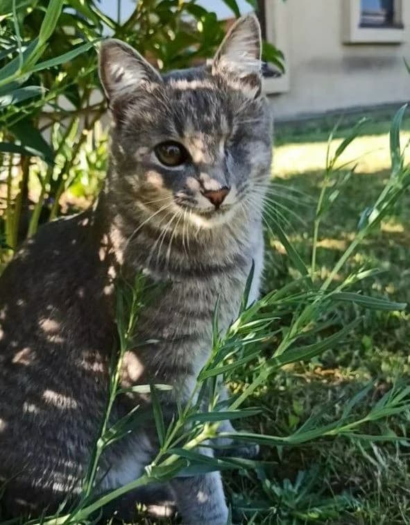 Propal kotik (Пропал котик), Mixed Breed (Kotyata Darom)