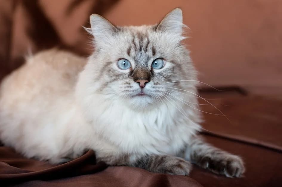 Rifat-prestizhnyy kot (Рифат-престижный кот), Mixed Breed (Kotyata Darom)