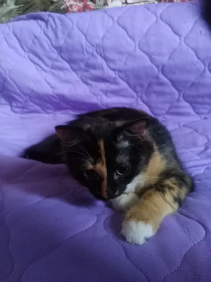 Kotenok ishtet dom (Котенок ищет дом), Mixed Breed (Kotyata Darom)
