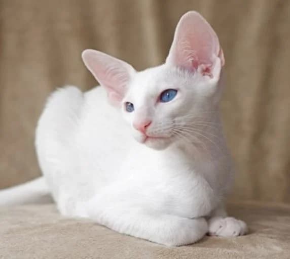 Belye orientalnye koshki Forin vayt (Белые ориентальные кошки Форин вайт), Mixed Breed (Kotyata Darom)