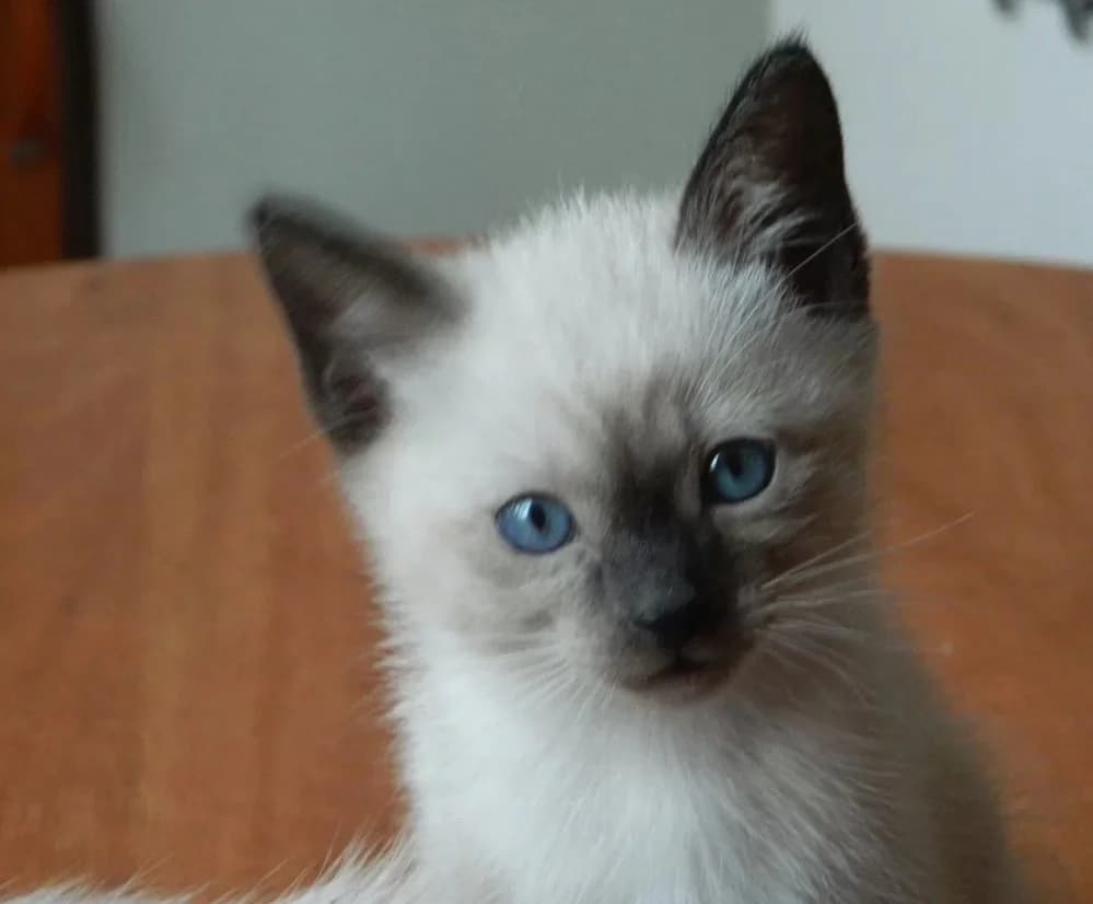 Tayskie malyshi (Тайские малыши), Mixed Breed (Kotyata Darom)