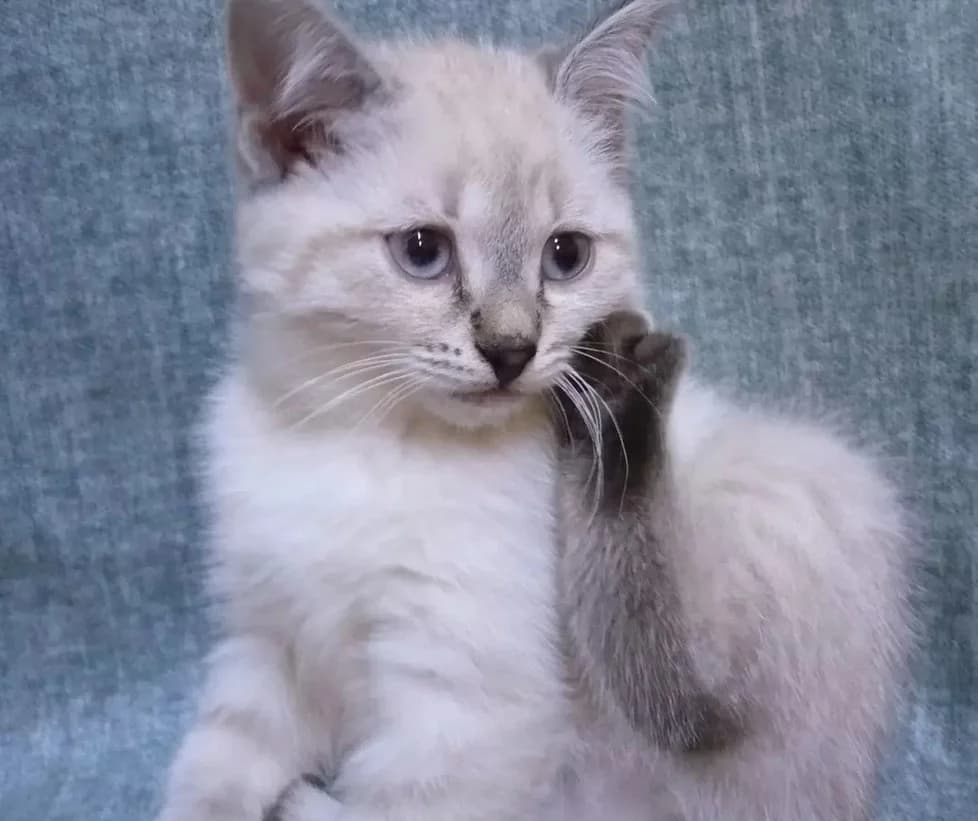 Tayskie kotyata (Тайские котята), Mixed Breed (Kotyata Darom)