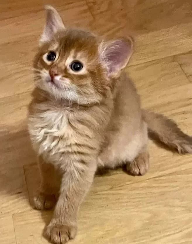 Kotyata porody Somali iz pitomnika (Котята породы Сомали из питомника), Mixed Breed (Kotyata Darom)