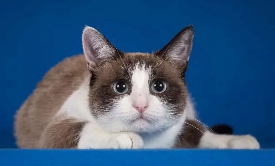 Koshka snou-shu (Кошка сноу-шу), Mixed Breed (Kotyata Darom)