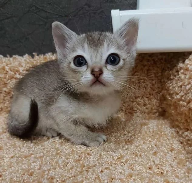 Singapurskie kotyatki (Сингапурские котятки), Mixed Breed (Kotyata Darom)