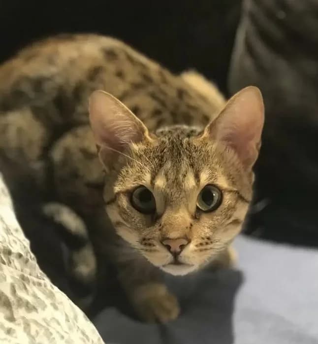 Koshka Serengeti dlya razvedeniya (Кошка Серенгети для разведения), Mixed Breed (Kotyata Darom)