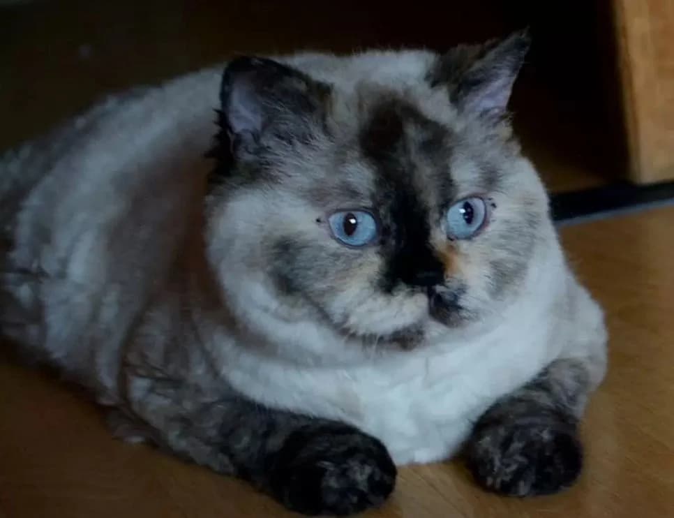 Selkirk-reks korotkosherstnyy (Селкирк-рекс короткошерстный), Mixed Breed (Kotyata Darom)