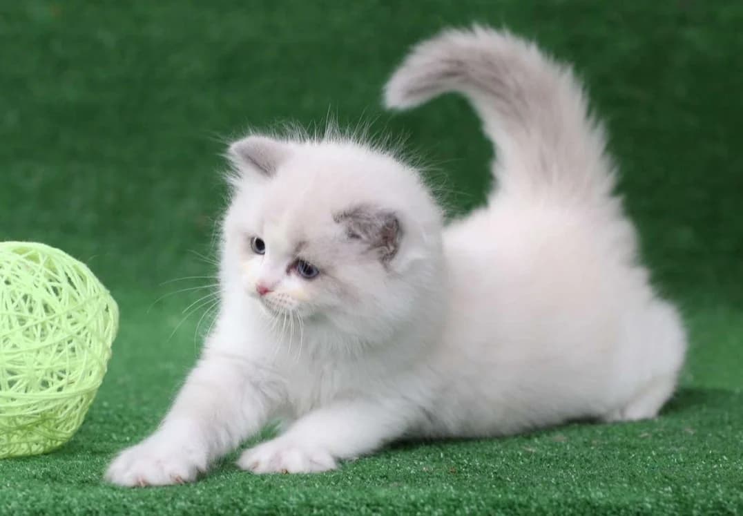 Kotyata regdoll ot zvёzdnykh roditeley (Котята рэгдолл от звёздных родителей), Mixed Breed (Kotyata Darom)