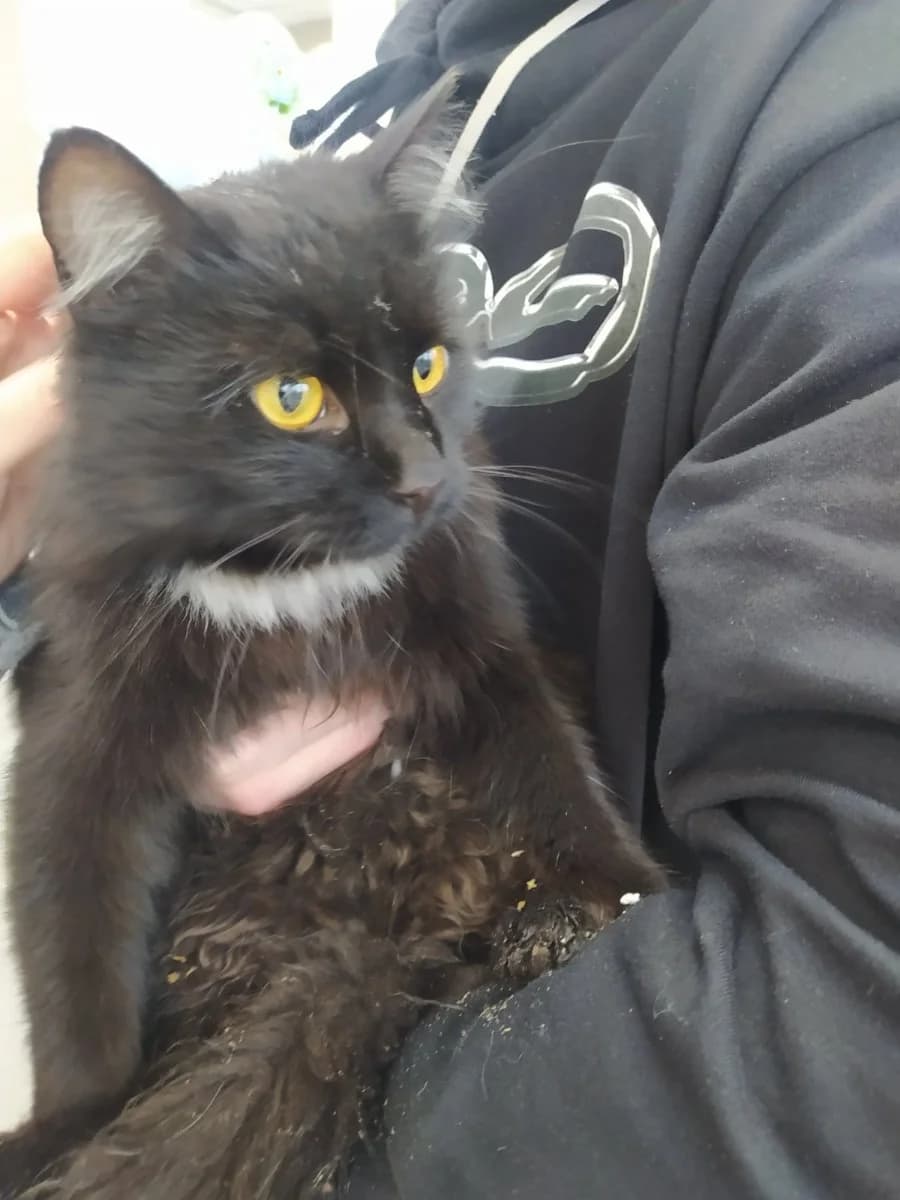 Milyy Chernysh (Милый Черныш), Mixed Breed (Kotyata Darom)