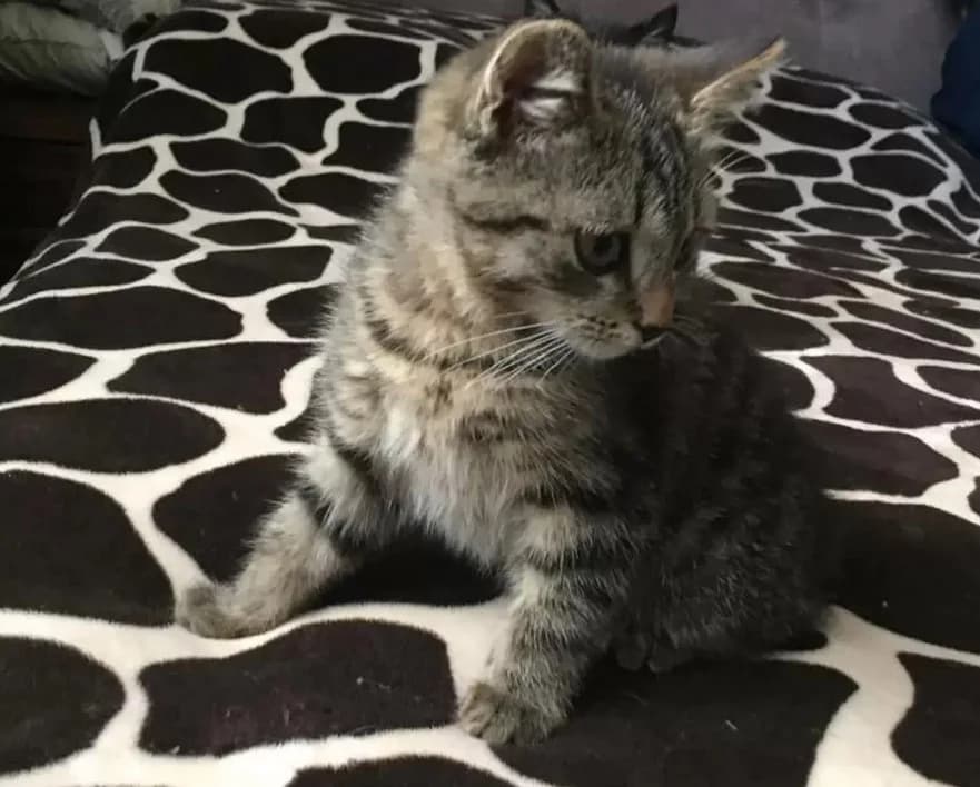 Kotyata kimrik 1.5 mesyatsa (Котята кимрик 1.5 месяца), Mixed Breed (Kotyata Darom)