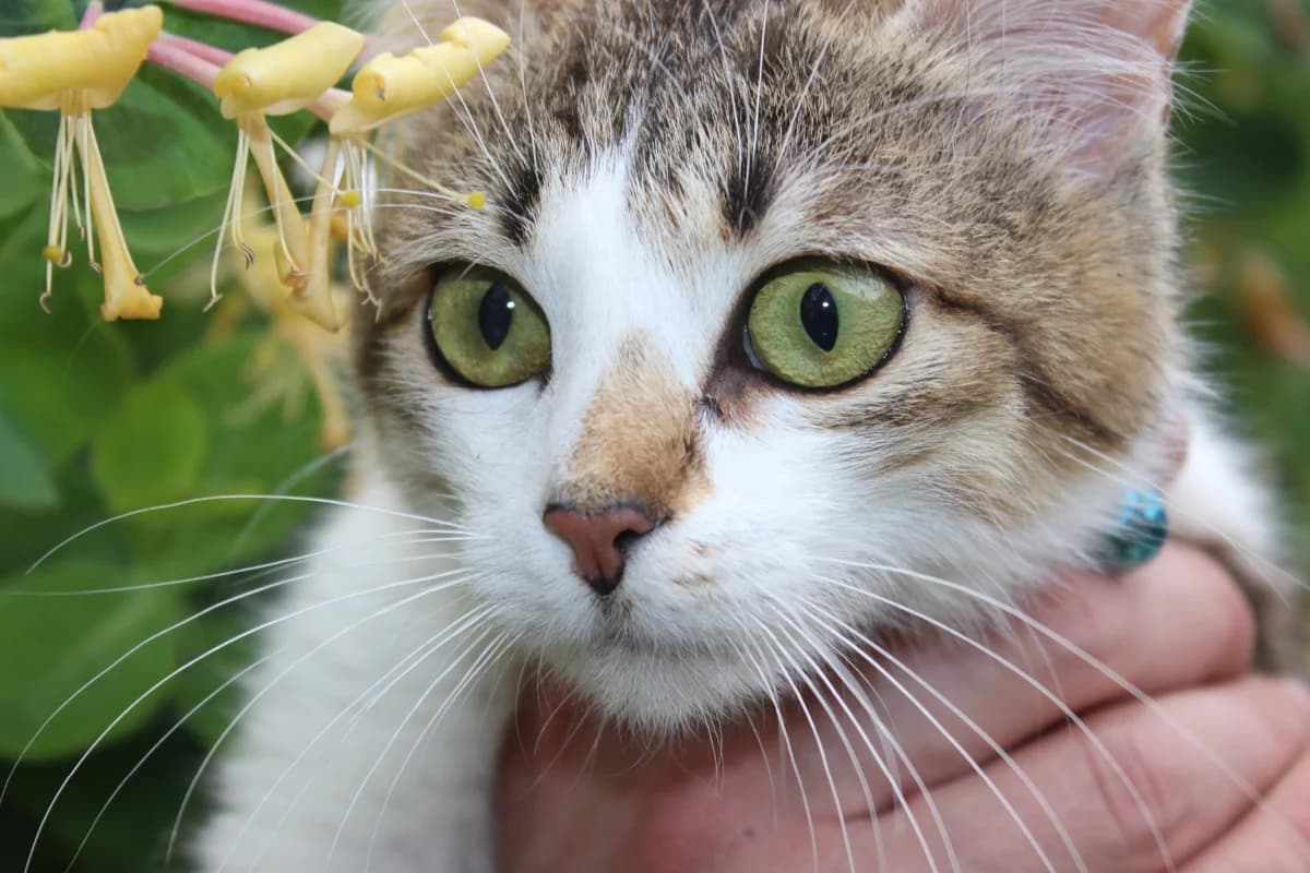 Koshechka (Кошечка), Mixed Breed (Kotyata Darom)