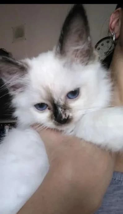 Svyashtennaya birma (Священная бирма), Mixed Breed (Kotyata Darom)