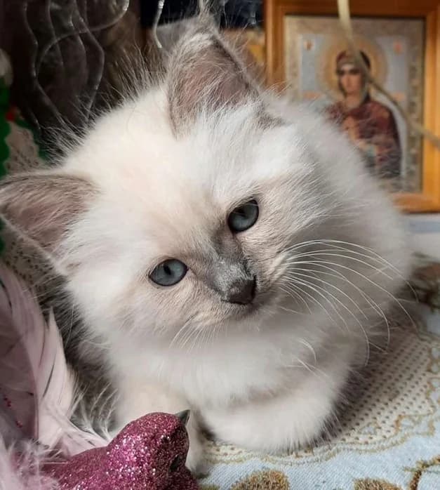 Svyashtennye birmanskie kotyata v khoroshuyu semyu (Священные бирманские котята в хорошую семью), Mixed Breed (Kotyata Darom)