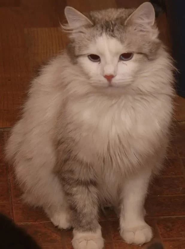 Pushistyy kot Ragamaffin - metis regdolla Rich, privit (Пушистый кот Рагамаффин - метис рэгдолла Рич, Mixed Breed (Kotyata Darom)