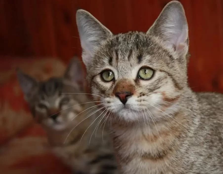 Kotyata redkoy porody piksibob 2,5 mesyatsa (Котята редкой породы пиксибоб 2,5 месяца), Mixed Breed (Kotyata Darom)