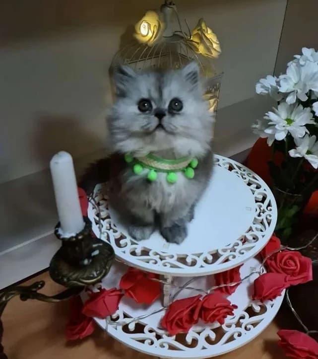 Persidskie kotyata 2 mesyatsa (Персидские котята 2 месяца), Mixed Breed (Kotyata Darom)