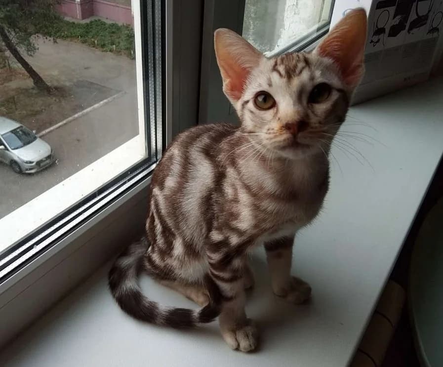 Kotik Otsiket 5 mesyatsev (Котик Оцикет 5 месяцев), Mixed Breed (Kotyata Darom)