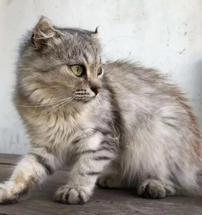 Koshka v dar Amerikanskiy kerl besplatno (Кошка в дар Американский керл бесплатно), Mixed Breed (Kotyata Darom)