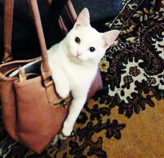 Anatoliyskaya belaya koshechka besplatno (Анатолийская белая кошечка бесплатно), Mixed Breed (Kotyata Darom)
