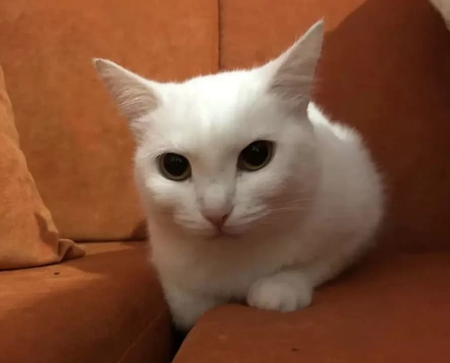 Anatoliyskaya koshka besplatno (Анатолийская кошка бесплатно), Mixed Breed (Kotyata Darom)