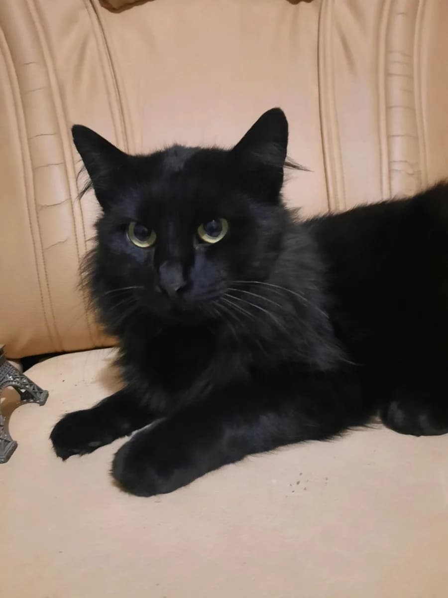 Kotofey v dobrye ruki (Котофей в добрые руки), Mixed Breed (Kotyata Darom)