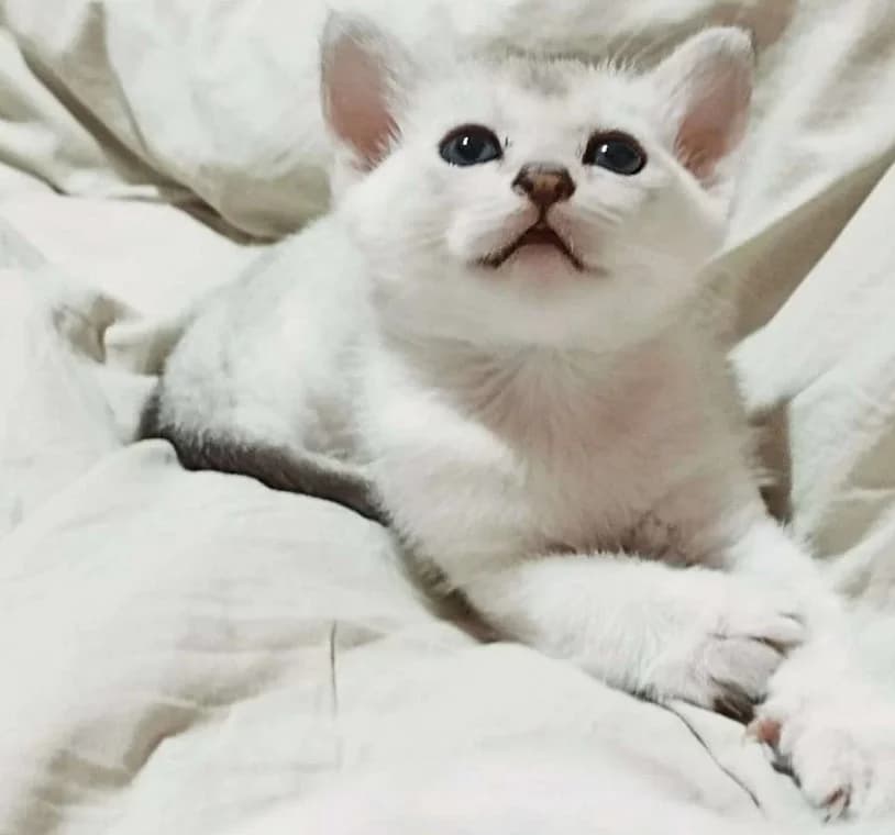 Prodayutsya shikarnye kotyata porody Burmilla (Продаются шикарные котята породы Бурмилла), Mixed Breed (Kotyata Darom)