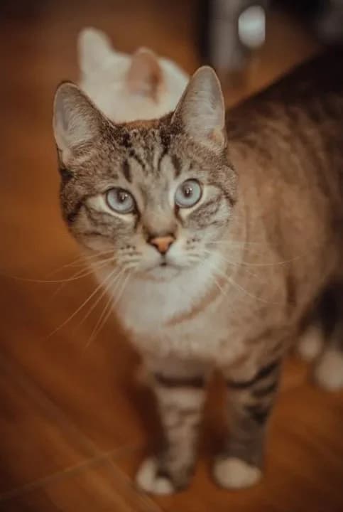 Otdam kotika Porody Tayskaya burmilla v dobrye ruki (Отдам котика Породы Тайская бурмилла в добрые р, Mixed Breed (Kotyata Darom)