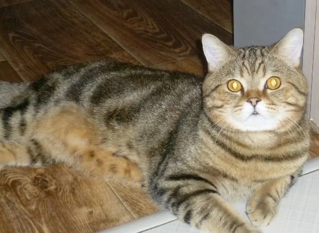 Opytnyy kot okras mramor (Опытный кот окрас мрамор), Mixed Breed (Kotyata Darom)