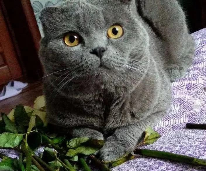 Vyazka kota britantsa (Вязка кота британца), Mixed Breed (Kotyata Darom)