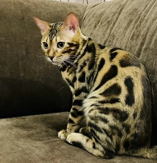 Molodoy aktivnyy bengal dlya vyazki (Молодой активный бенгал для вязки), Mixed Breed (Kotyata Darom)