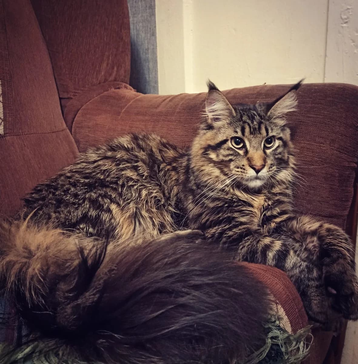 Propal kot (Пропал кот), Mixed Breed (Kotyata Darom)
