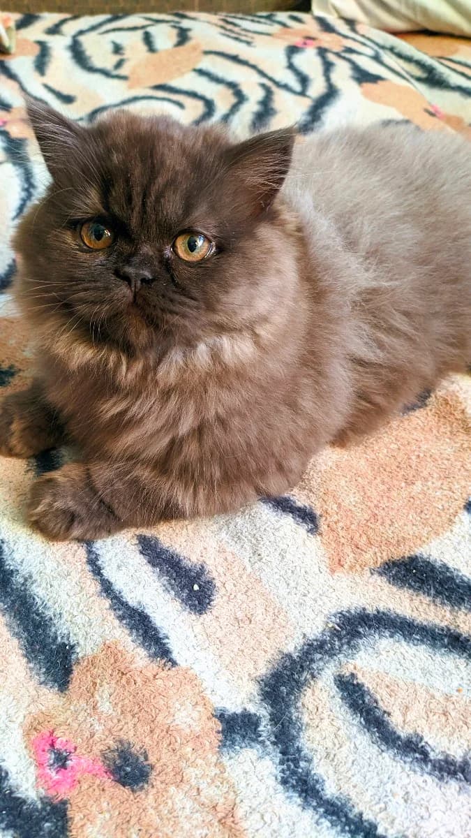 Britanskaya dlinnosherstnaya devochka (Британская длинношерстная девочка), Mixed Breed (Kotyata Darom)