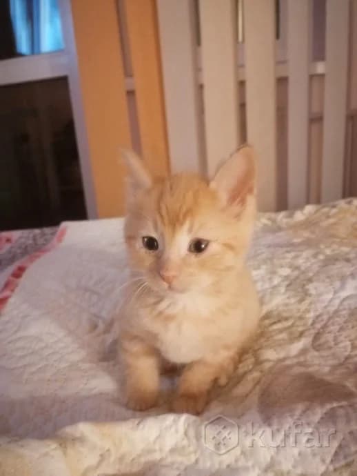 Kotyata Devochka i Malchik (Котята Девочка и Мальчик), Mixed Breed (Kotyata Darom)