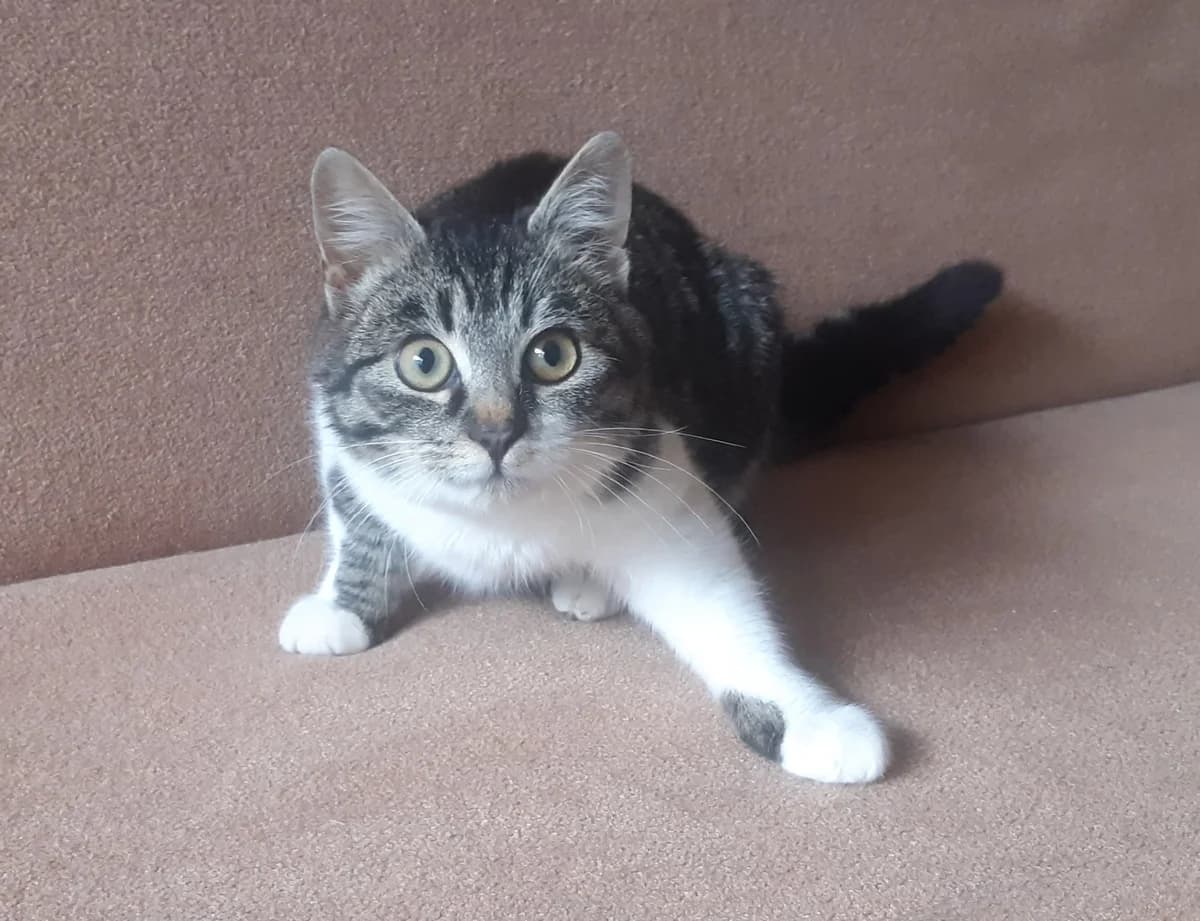 Kotenok v dar (Котенок в дар), Mixed Breed (Kotyata Darom)