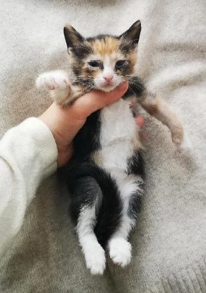 Kotenok devochka (Котенок девочка), Mixed Breed (Kotyata Darom)
