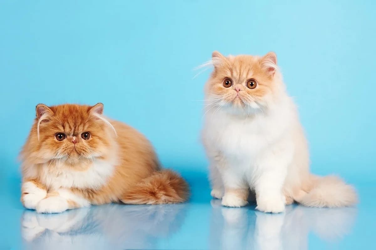 Ekzoticheskiy kotenok i persidskaya koshechka (Экзотический котенок и персидская кошечка), Mixed Breed (Kotyata Darom)