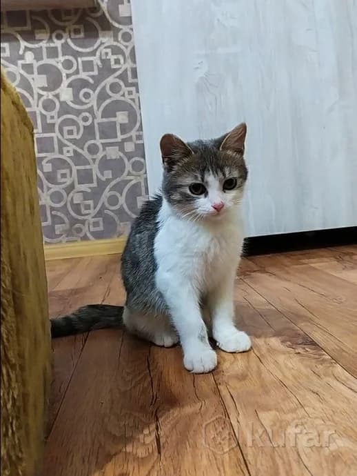 Kotenok v dar (Котенок в дар), Mixed Breed (Kotyata Darom)