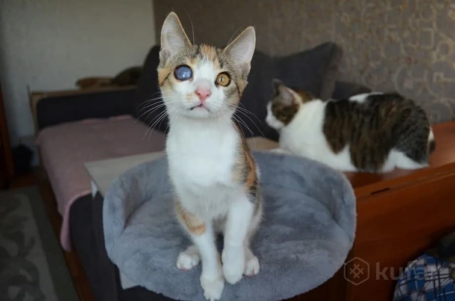 Kotenok v dar (Котенок в дар), Mixed Breed (Kotyata Darom)