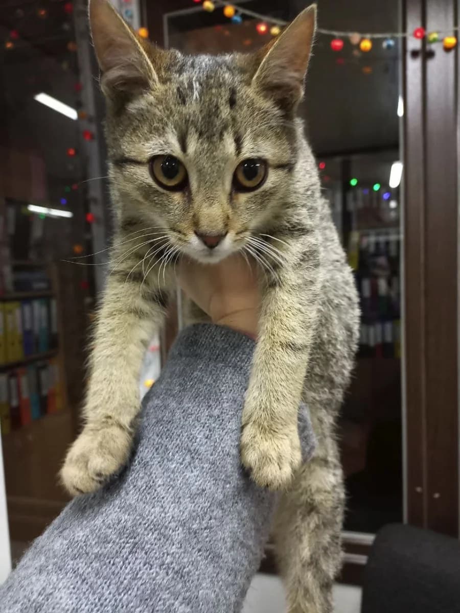 Kotenok v dar (Котенок в дар), Mixed Breed (Kotyata Darom)