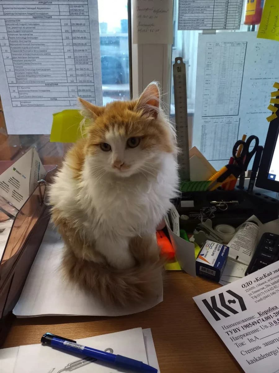 Kotenok v khoroshie ruki (Котенок в хорошие руки), Mixed Breed (Kotyata Darom)