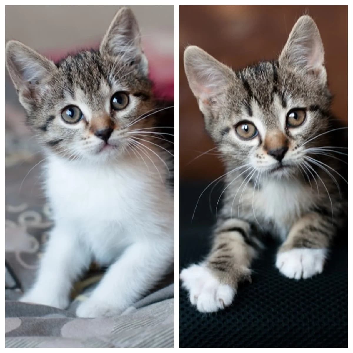 Kotyata v dar (Котята в дар), Mixed Breed (Kotyata Darom)
