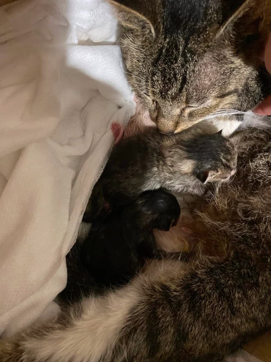SOS, Srochno nuzhna perederzhka (SOS, Срочно нужна передержка), Mixed Breed (Kotyata Darom)