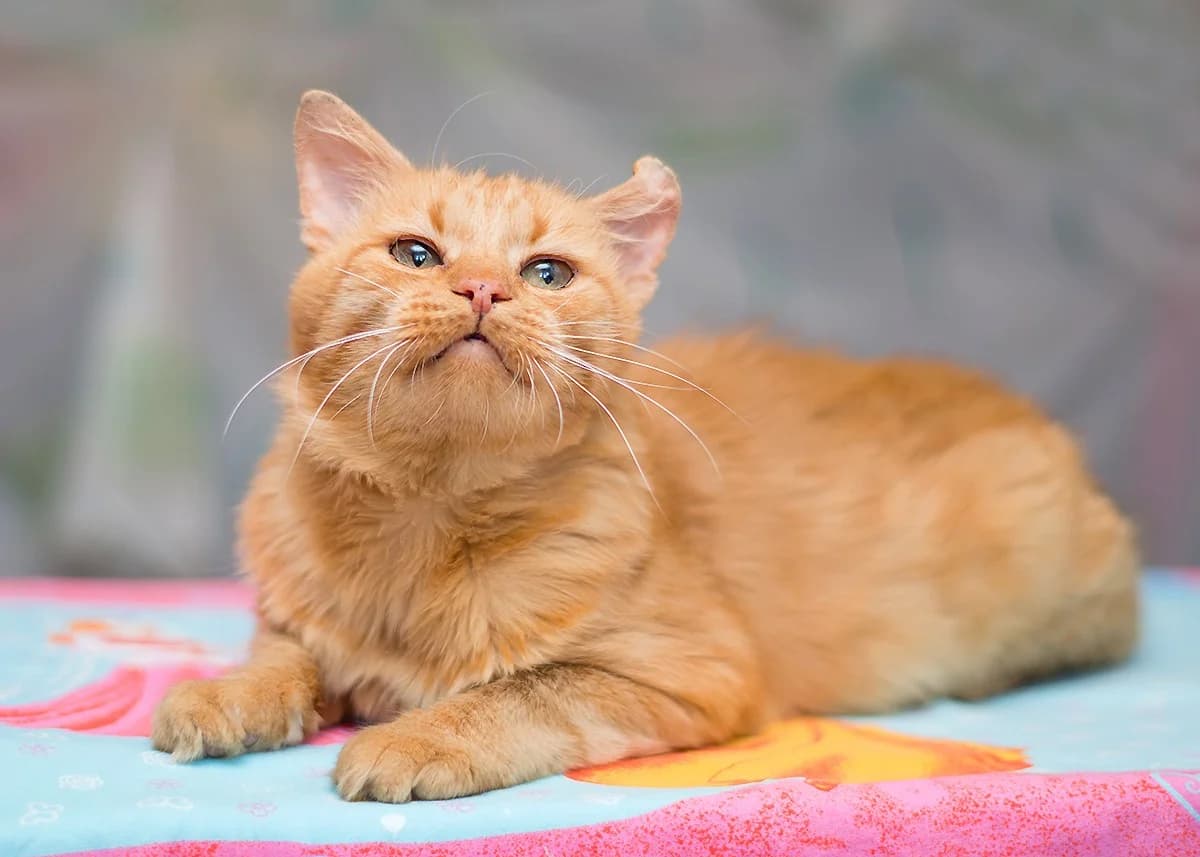 Kot ryzhiy ishtet novyy dom ili perederzhku (Кот рыжий ищет новый дом или передержку), Mixed Breed (Kotyata Darom)