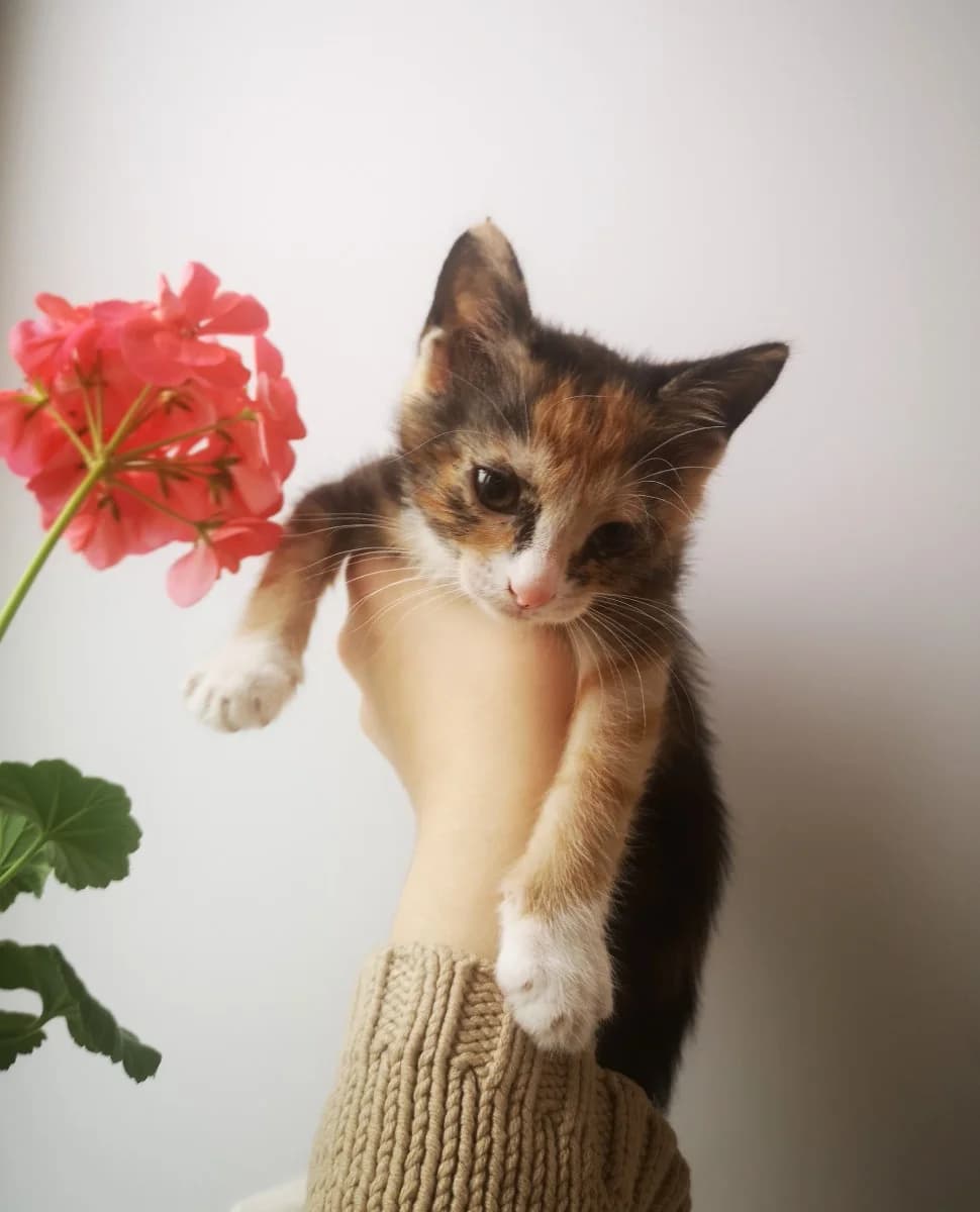 Kotenok (Котенок), Mixed Breed (Kotyata Darom)