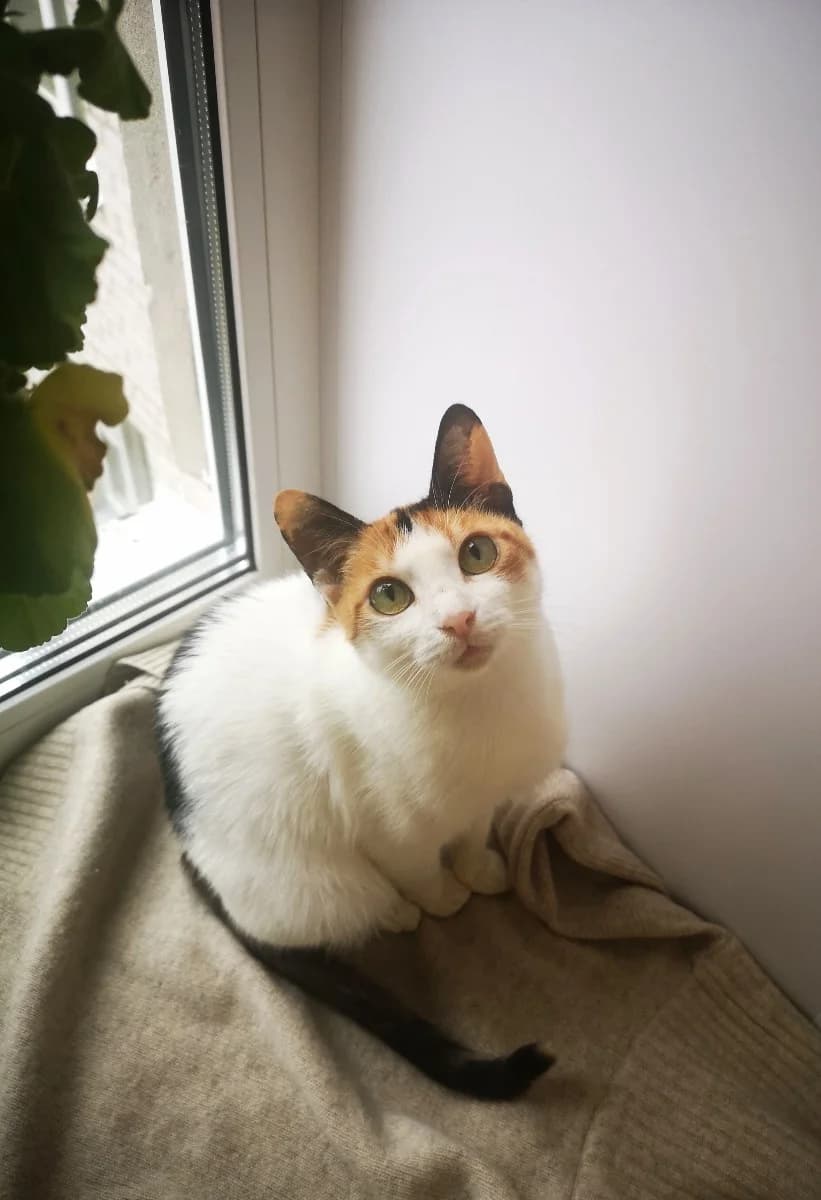 Koshka (Кошка), Mixed Breed (Kotyata Darom)