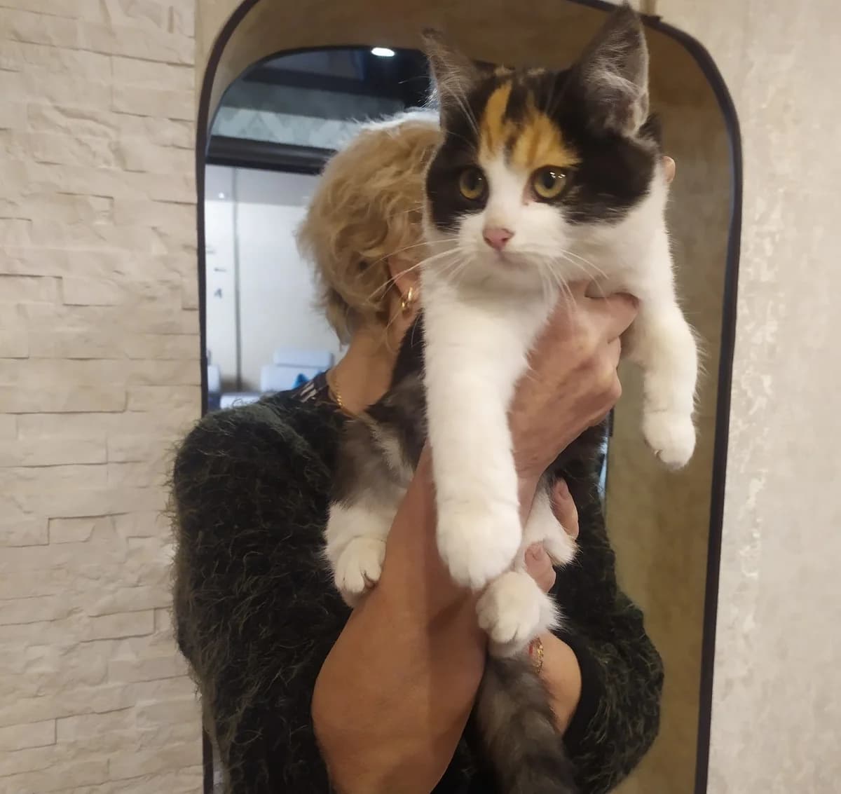 Kotyata:koshechki i kotiki domashnie (Котята:кошечки и котики домашние), Mixed Breed (Kotyata Darom)